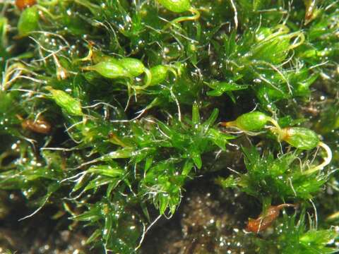 Image of pulvinate dry rock moss