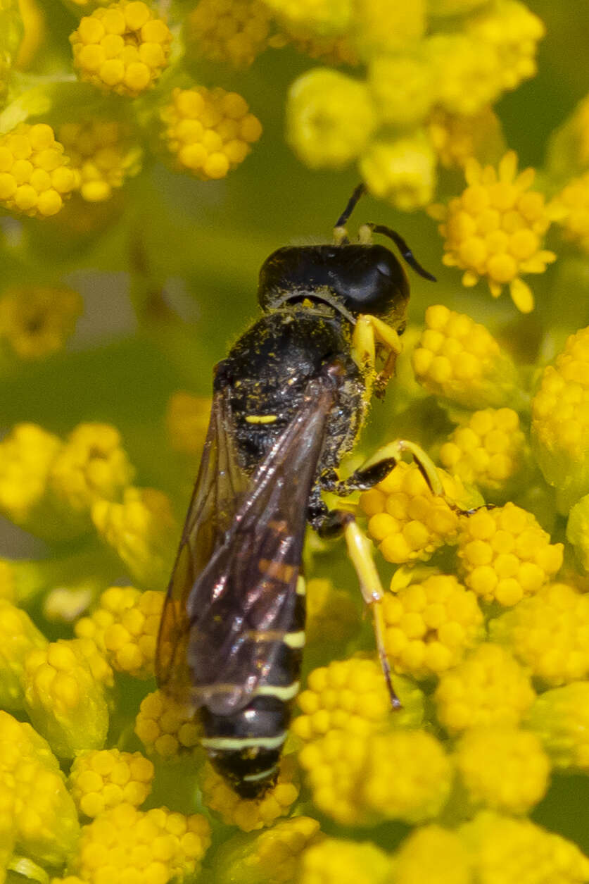 Image de Ectemnius arcuatus (Say 1837)