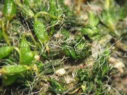 Image of pulvinate dry rock moss