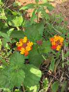 Image of West Indian Shrub-Verbena