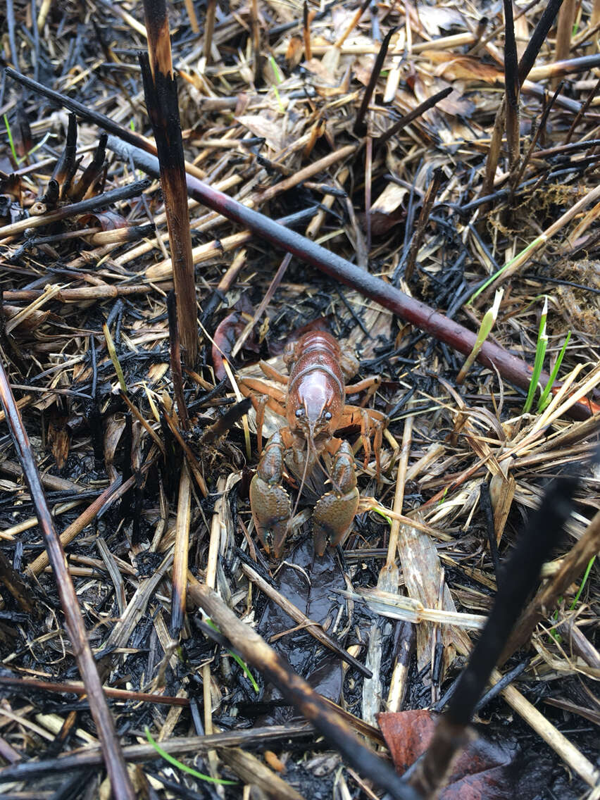 Image de Procambarus gracilis (Bundy 1876)