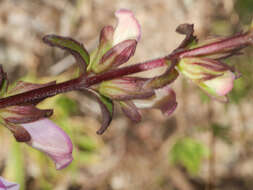 Image of Lamourouxia sylvatica Kunth