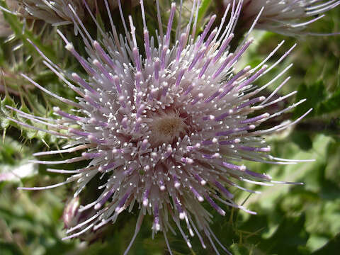 Image of Cirsium esculentum (Siev.) C. A. Mey.