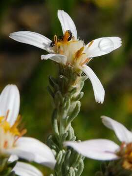 Image of Printzia aromatica (L.) Less.