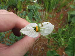 Image of Dalechampia caperonioides Baill.