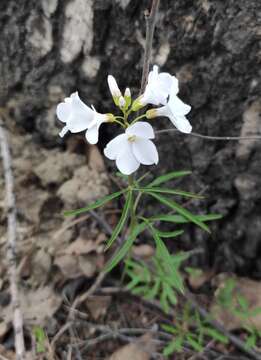 Imagem de Cardamine trifida (Lam. ex Poir.) B. M. G. Jones