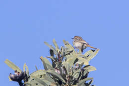 Image of Grey Cisticola