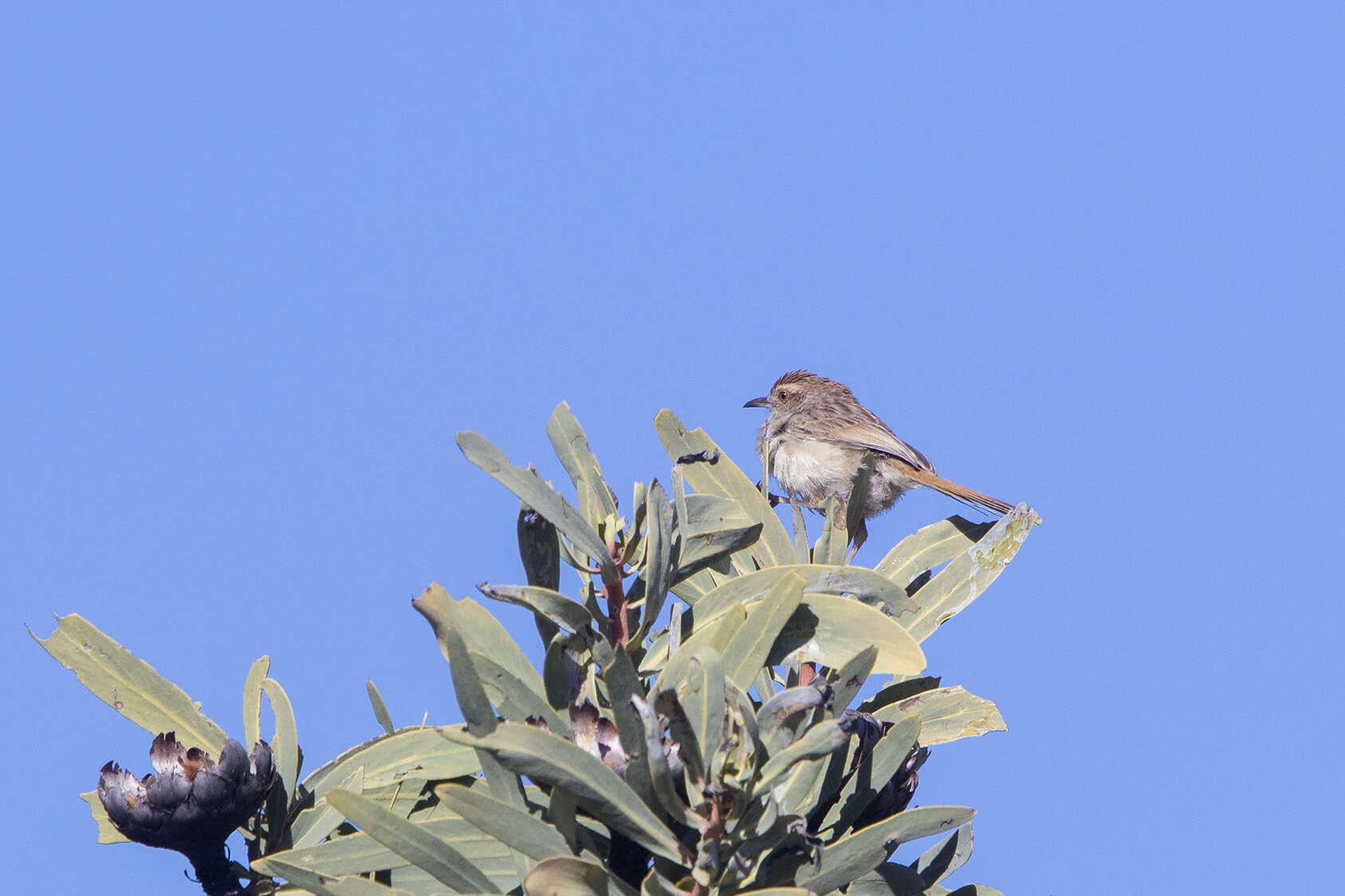 Image of Grey Cisticola