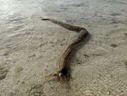 Image of Lion's Paw Sea Cucumber