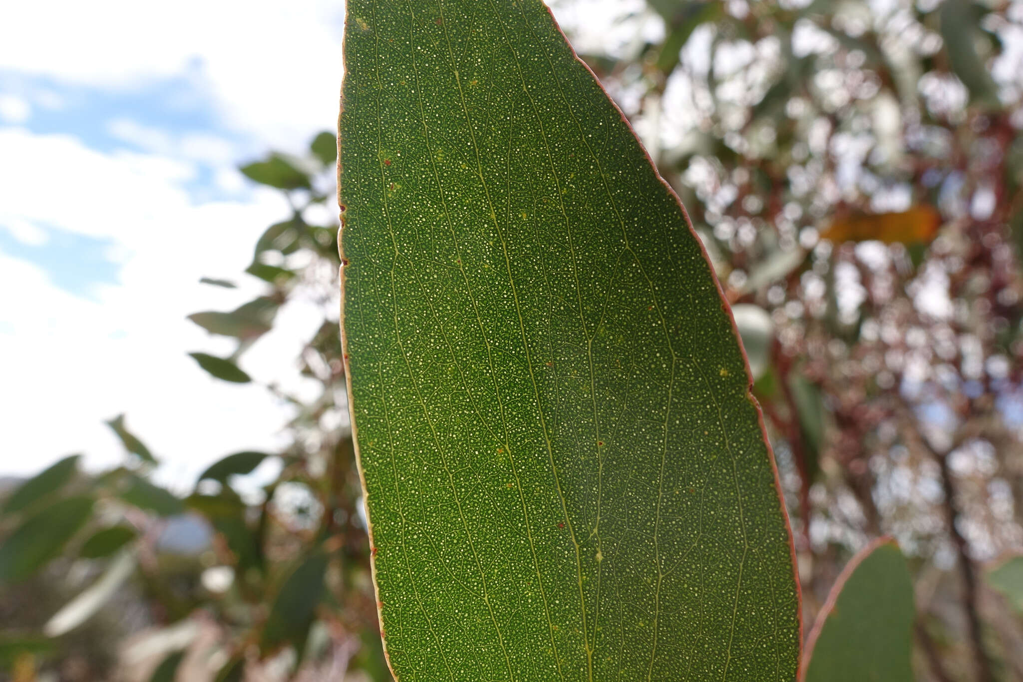 Image of snow gum