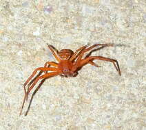 Image of Deadly Ground Crab Spider