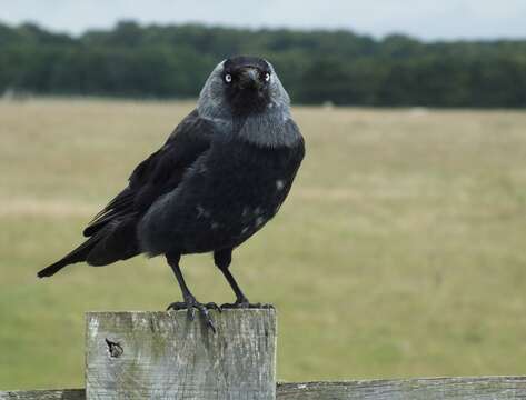 Image of Eurasian Jackdaw