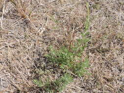 Image of Cuman ragweed