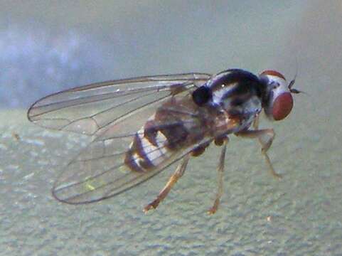 Image of flat-footed flies