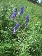 Image of Aconitum volubile var. pubescens Regel