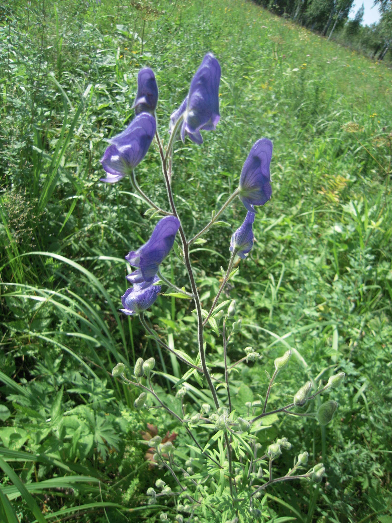 Image of Aconitum volubile var. pubescens Regel