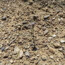 Image of pink funnel lily