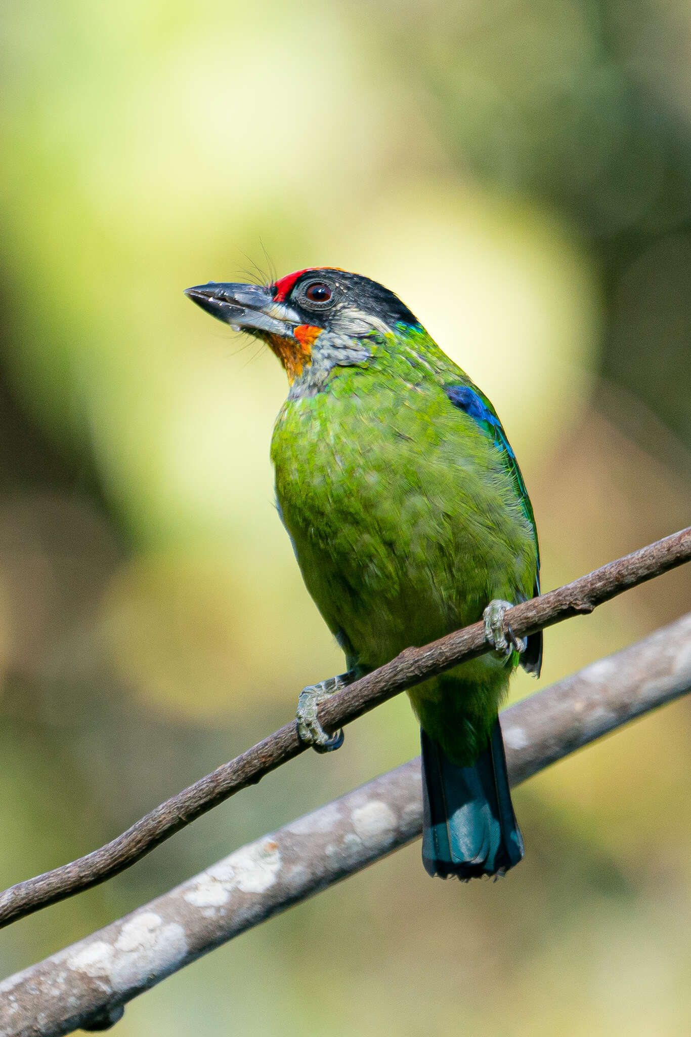 Image of Golden-throated Barbet