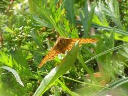 Image of Alaskan Fritillary