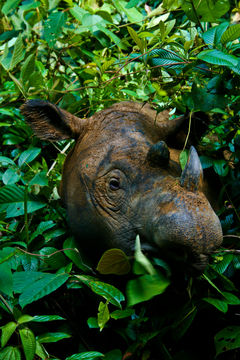 Image of Hairy Rhinoceros
