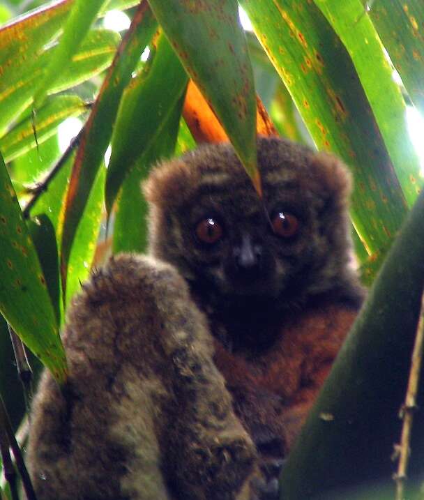 Image of Peyrieras' Woolly Lemur
