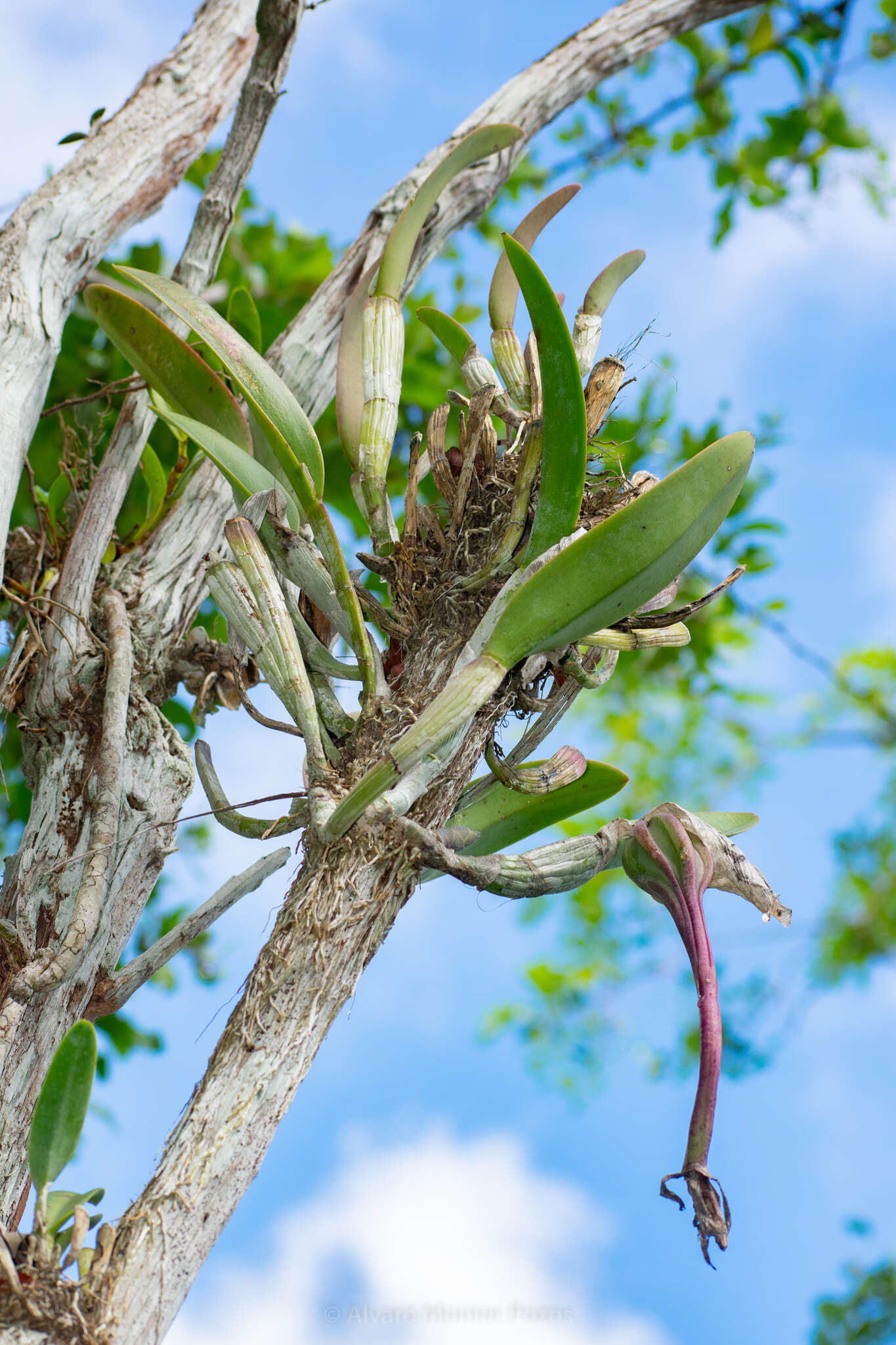 Image of Rhyncholaelia