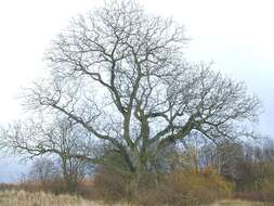 Image of Common walnut