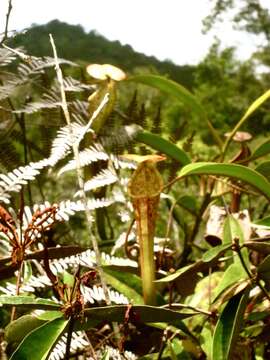 Image of Nepenthes stenophylla Mast.