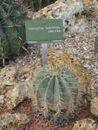 Image of Ferocactus flavovirens (Scheidw.) Britton & Rose