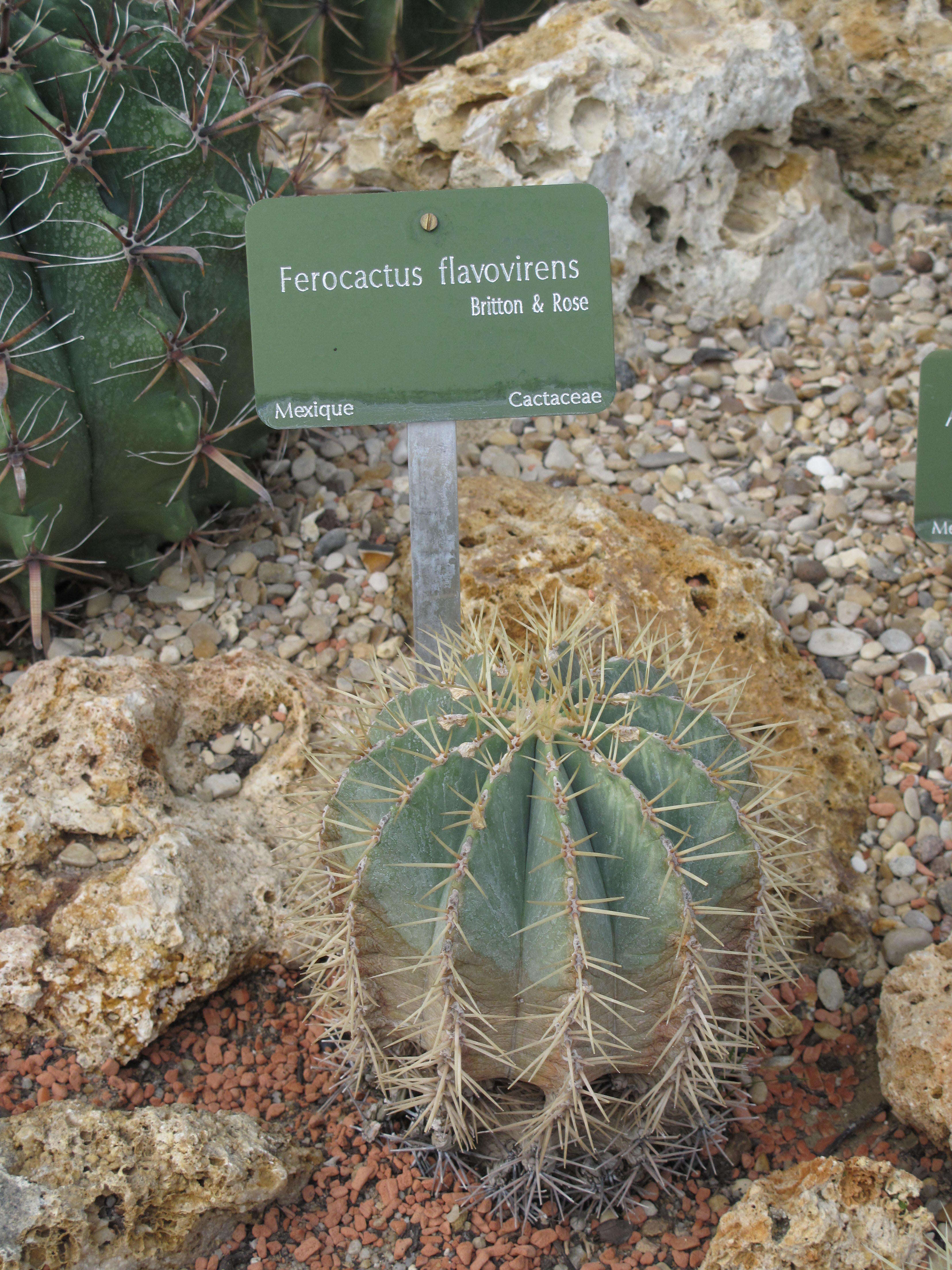 Image of Ferocactus flavovirens (Scheidw.) Britton & Rose