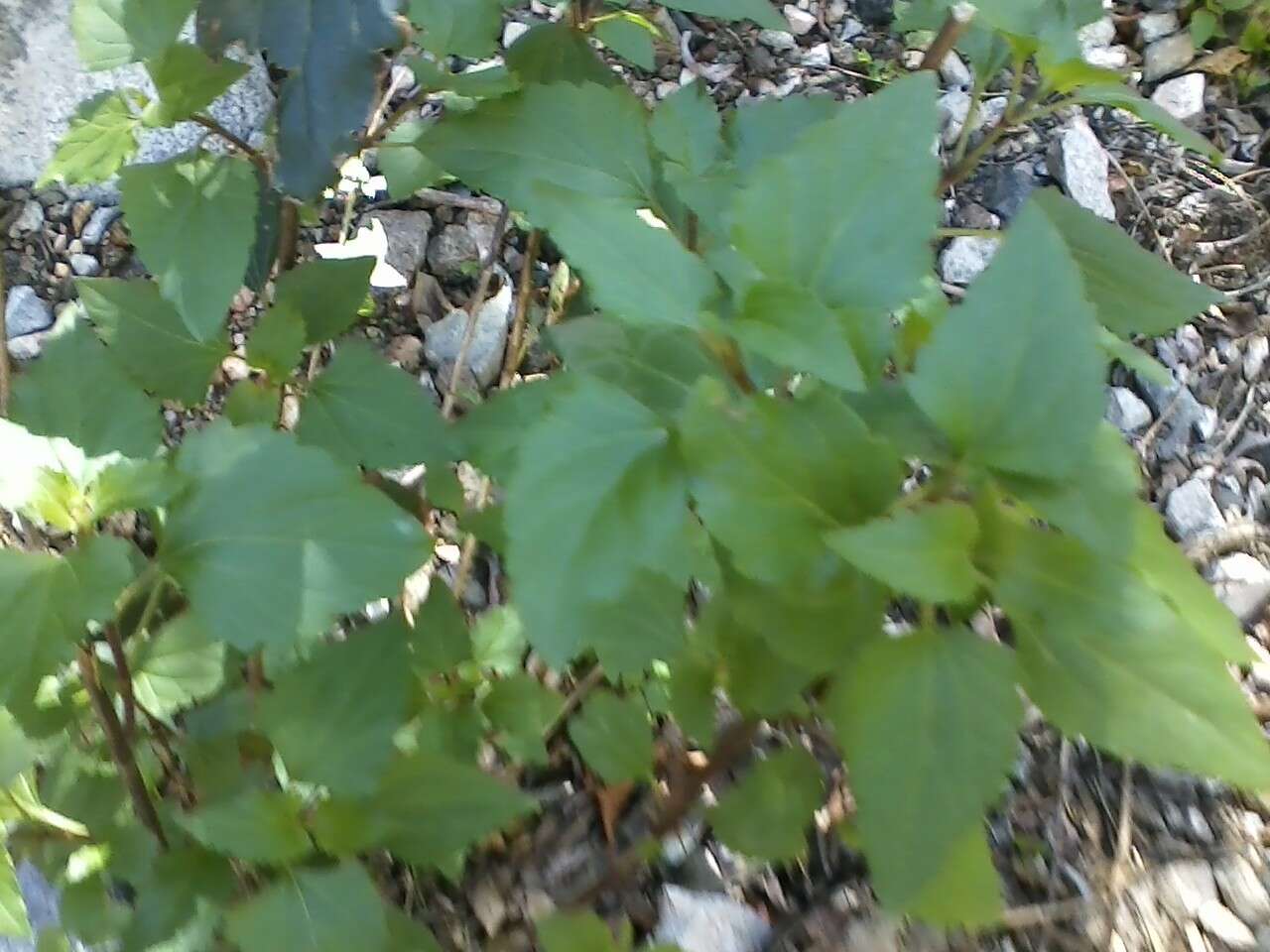 Plancia ëd Ageratina adenophora (Spreng.) R. King & H. Rob.