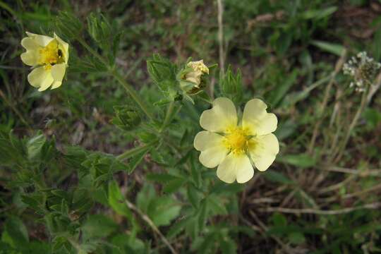 Image of sulphur cinquefoil