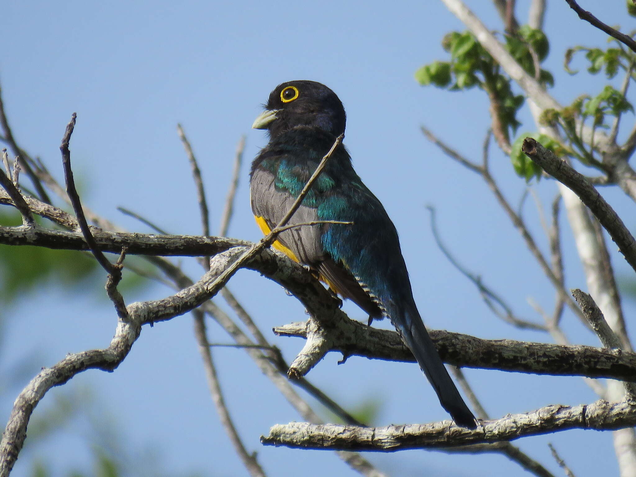 Image of Gartered Trogon