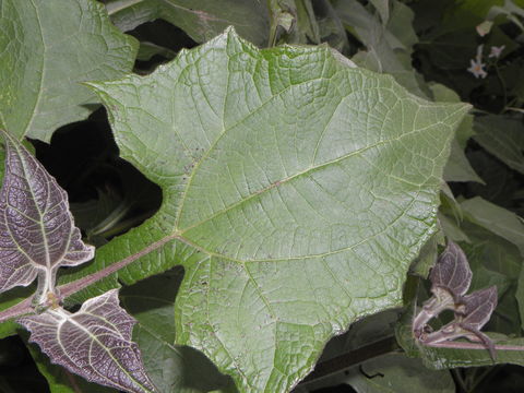 Image of Yacón
