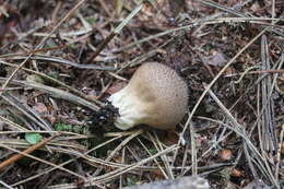 Imagem de Lycoperdon nigrescens Pers. 1794