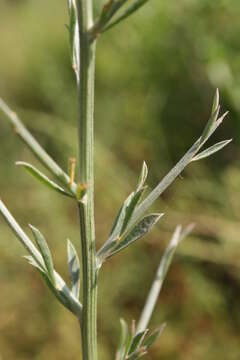 Image of Genista ferox Poir.