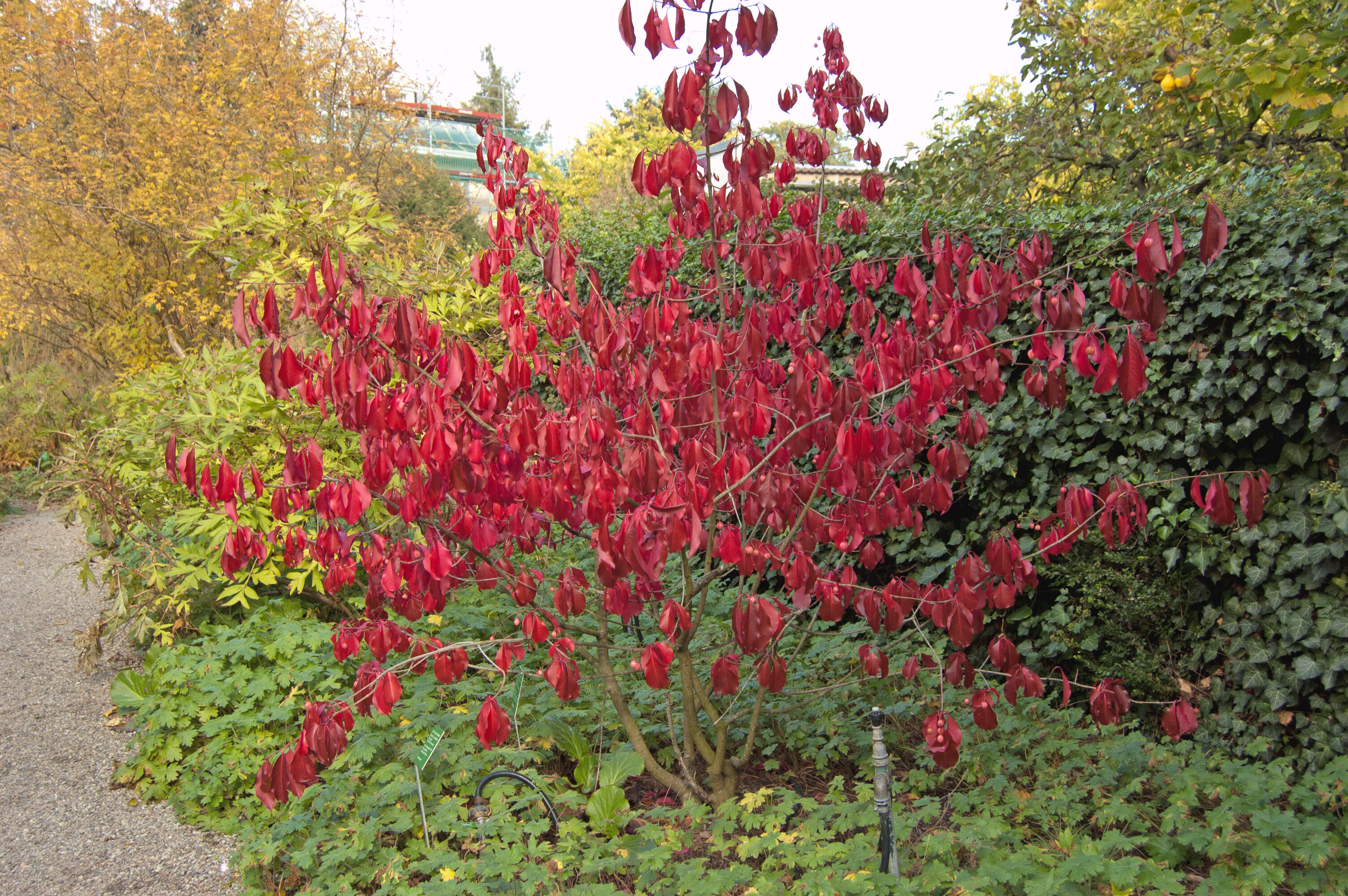 Image of Euonymus grandiflorus Wall.