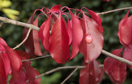 Image of Euonymus grandiflorus Wall.