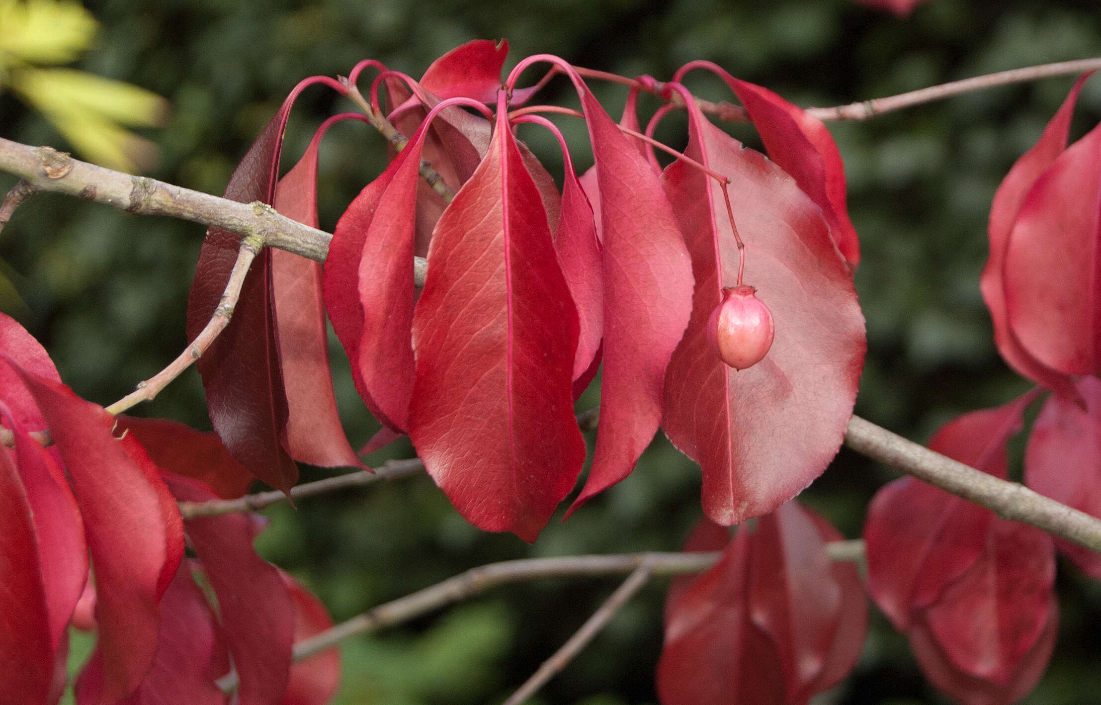 Image of Euonymus grandiflorus Wall.