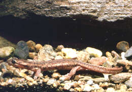 Image of Corsican Brook Salamander