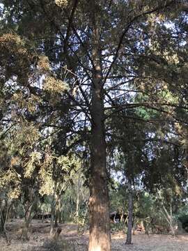 Imagem de Cupressus lusitanica Mill.