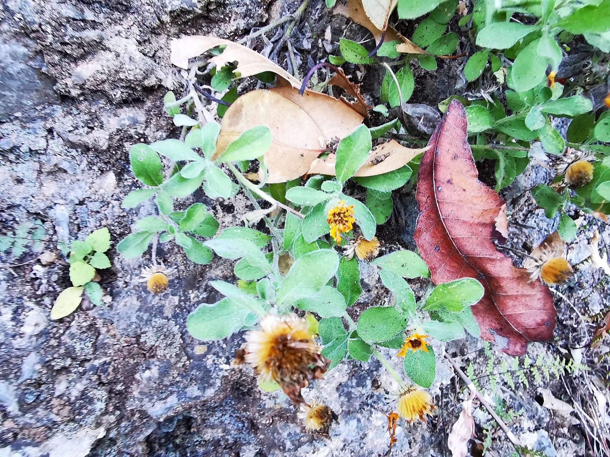 Image of Heterotheca mucronata V. L. Harms ex B. L. Turner