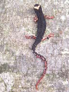 Image of spectacled salamander