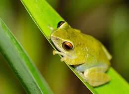 Image of Beddome's bubble-nest frog