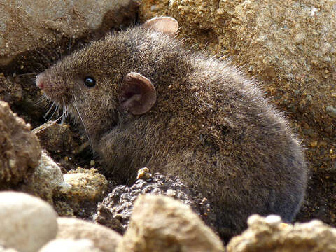 Image of Sanborn's Grass Mouse