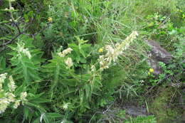 صورة <i>Coleus calycinus</i>