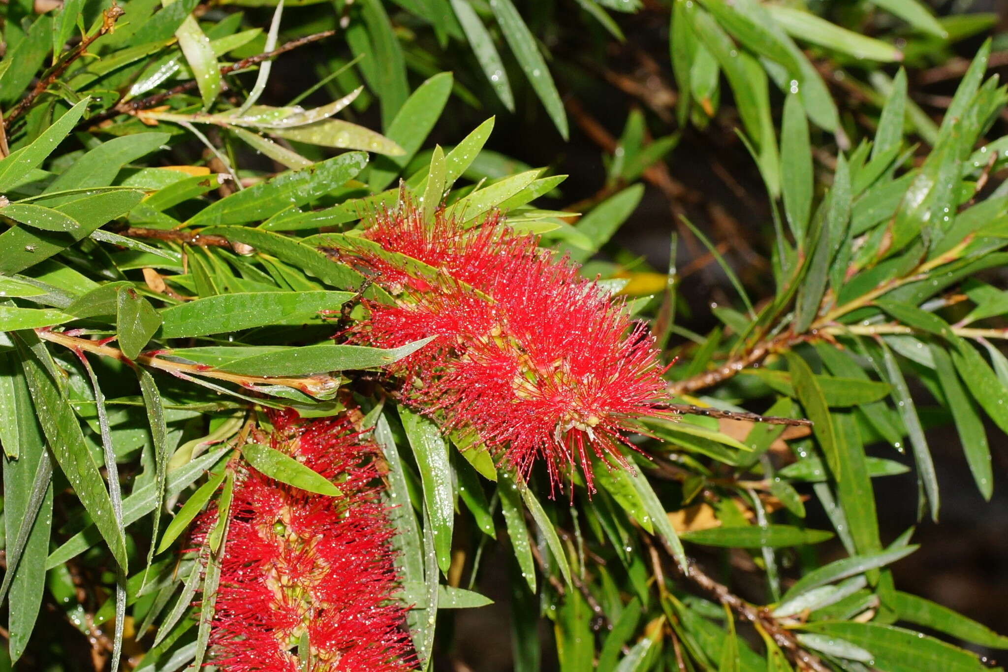 صورة Callistemon viminalis subsp. viminalis