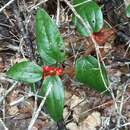 Smilax pumila Walter resmi