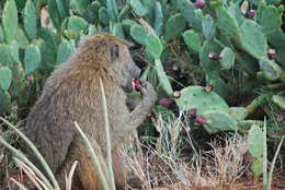 Image of Anubis Baboon