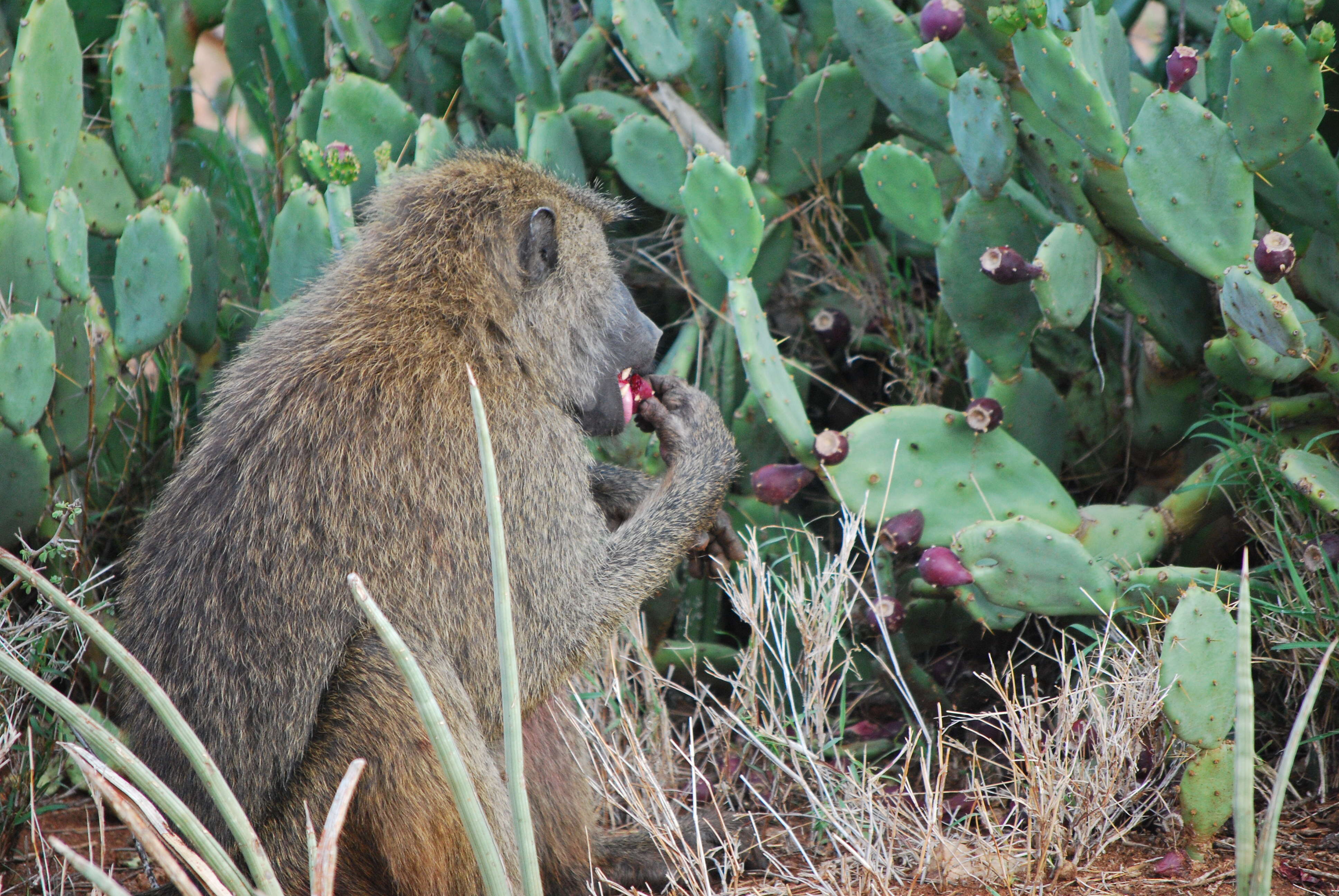 Image of Anubis Baboon